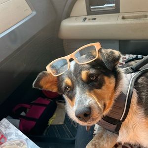 Meet your Posher, Sylvia